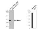 CX3CR1 Recombinant Rabbit Monoclonal Antibody (HL3762)
