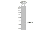 CX3CR1 Antibody in Western Blot (WB)