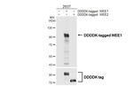 WEE1 Antibody in Western Blot (WB)
