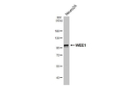 WEE1 Antibody in Western Blot (WB)
