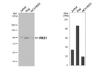 WEE1 Recombinant Rabbit Monoclonal Antibody (HL4911)