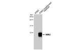 NMU Antibody in Western Blot (WB)