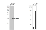 NMU Antibody in Western Blot (WB)