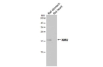 NMU Antibody in Western Blot (WB)