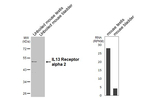 IL13RA2 Antibody in Western Blot (WB)