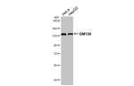 GM130 Recombinant Rabbit Monoclonal Antibody (HL5191)
