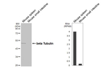 beta Tubulin Antibody in Western Blot (WB)
