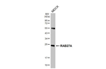 RAB27A Antibody in Western Blot (WB)