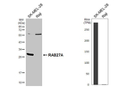 RAB27A Antibody in Western Blot (WB)