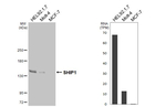 SHIP1 Recombinant Rabbit Monoclonal Antibody (HL5204)