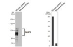 SHIP1 Antibody in Western Blot (WB)