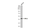 RPL3 Antibody in Western Blot (WB)