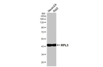 RPL3 Antibody in Western Blot (WB)