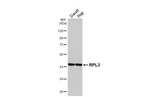 RPL3 Antibody in Western Blot (WB)