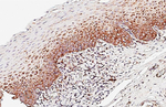 RPL3 Recombinant Rabbit Monoclonal Antibody (HL4820)