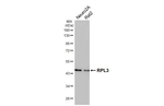 RPL3 Antibody in Western Blot (WB)