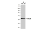 RPL3 Antibody in Western Blot (WB)