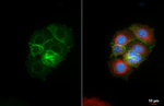 CELSR2 Antibody in Immunocytochemistry (ICC/IF)
