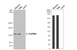 CYFIP2 Recombinant Rabbit Monoclonal Antibody (HL5085)