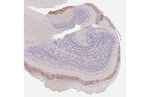 BACE1 Recombinant Rabbit Monoclonal Antibody (HL5066)