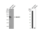 BACE1 Antibody in Western Blot (WB)