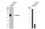 BACE1 Antibody in Western Blot (WB)