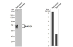 BACE1 Antibody in Western Blot (WB)