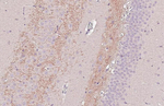 BACE1 Antibody in Immunohistochemistry (Paraffin) (IHC (P))