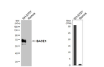 BACE1 Antibody in Western Blot (WB)