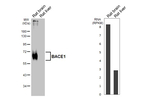 BACE1 Antibody in Western Blot (WB)