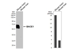 BACE1 Antibody in Western Blot (WB)