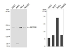 RICTOR Antibody in Western Blot (WB)