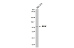 Alix Antibody in Western Blot (WB)