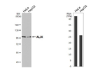 Alix Antibody in Western Blot (WB)
