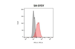 DRD2 Recombinant Rabbit Monoclonal Antibody (HL4284)