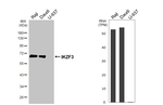 Aiolos Recombinant Rabbit Monoclonal Antibody (HL5295)