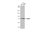 FXR1 Antibody in Western Blot (WB)