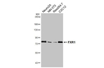 FXR1 Antibody in Western Blot (WB)