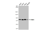 FXR1 Recombinant Rabbit Monoclonal Antibody (HL5155)