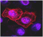DR4 Monoclonal Antibody (DR-4-02)