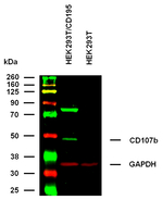 CCR5 Monoclonal Antibody (T21/8)