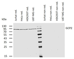 GCP2 Monoclonal Antibody (GCP2-01)