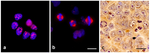 TPX2 Monoclonal Antibody (TPX2-01)