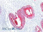 CD15 Monoclonal Antibody (MMA)