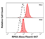 RPSA Monoclonal Antibody (RP-01), Alexa Fluor™ 647