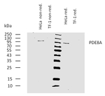 PDE8A Monoclonal Antibody (EM-52)