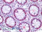 PCNA Antibody in Immunohistochemistry (Paraffin) (IHC (P))