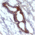 Nitrotyrosine Monoclonal Antibody (EM-30)