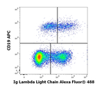 Immunoglobulins Lambda (Light Chain) Monoclonal Antibody (1-155-2), Alexa Fluor™ 488