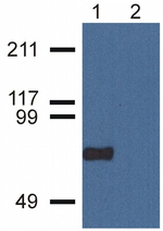 CPNE7 Monoclonal Antibody (CPNE7-01)